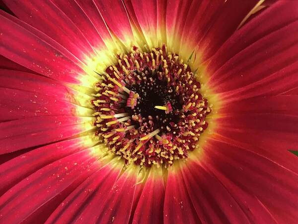 Daisy Poster featuring the photograph Pyrotechnic Bloomer by Tiesa Wesen