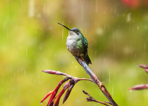 Hummingbird Poster featuring the photograph Rain by Dani Bs.