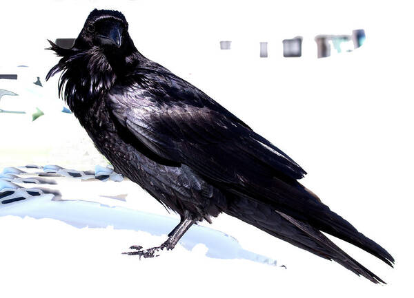 Raven Poster featuring the photograph Raven In Snow by Marie Jamieson