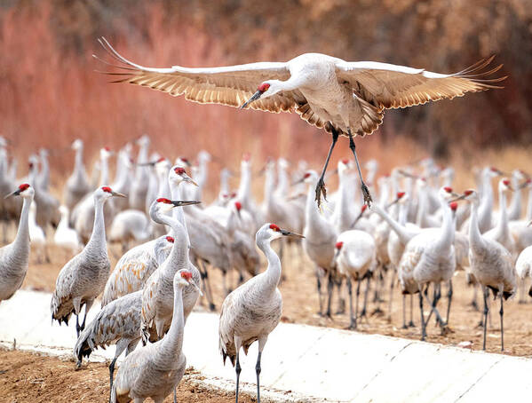 Sandhill Cranes Poster featuring the photograph Ready or not, here I come -- Sandhill Cranes by Judi Dressler