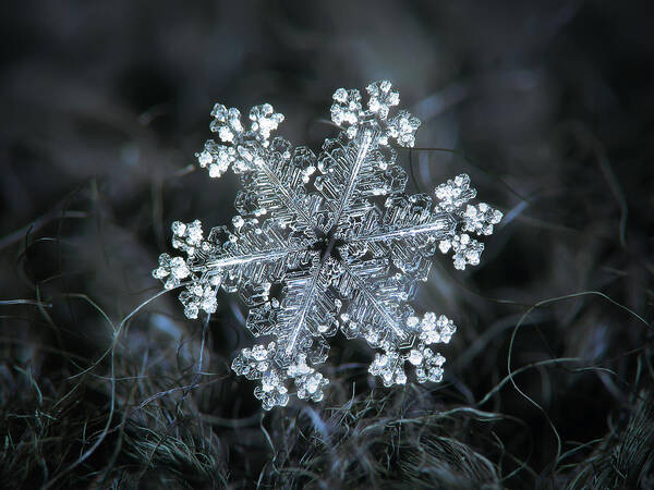 Snowflake Poster featuring the photograph Real snowflake - 26-Dec-2018 - 1 by Alexey Kljatov