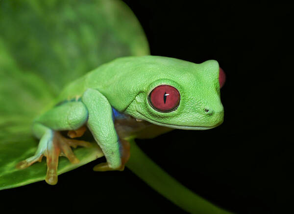 Red Eyed Tree Frog Poster featuring the photograph Red Eye Frog by Ferdinando Valverde