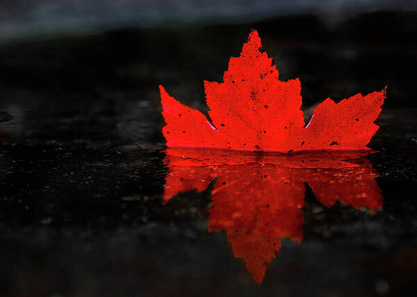 Fall Poster featuring the photograph Red Leaf Reflection by Tim Kirchoff