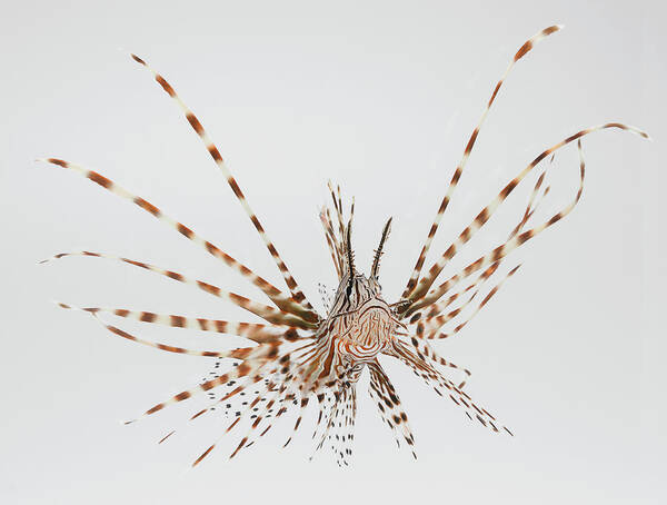 White Background Poster featuring the photograph Red Lionfish Pterois Volitans by Don Farrall