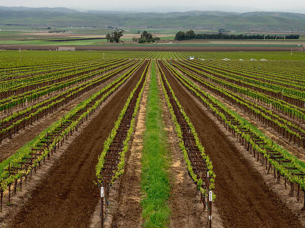 Salinas Valley Vineyard Poster featuring the photograph Salinas Valley Vineyard by Derek Dean