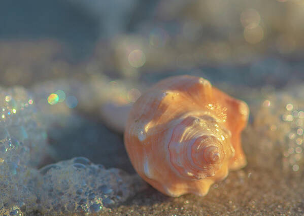 Seashell Poster featuring the photograph Seashell and Water Bubbles by Lori Rowland