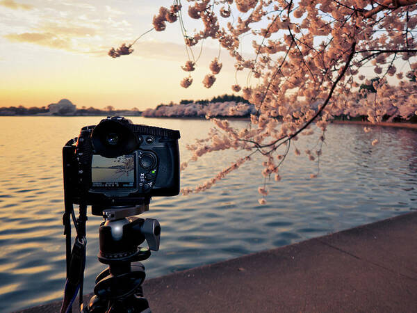 Tidal Basin Poster featuring the photograph Shooting Cherry Blossoms In Washington by Camrocker