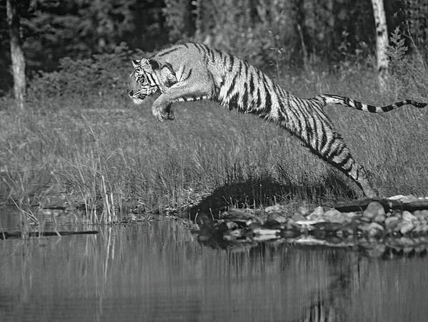 Disk1215 Poster featuring the photograph Siberian Tiger Leaping Into Water by Tim Fitzharris