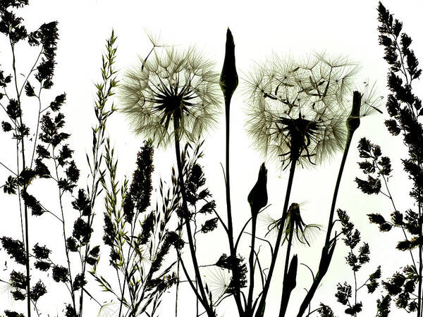 Plant Poster featuring the photograph Silhouette Of Goatsbeard Seedheads With by Ernie Janes / Naturepl.com