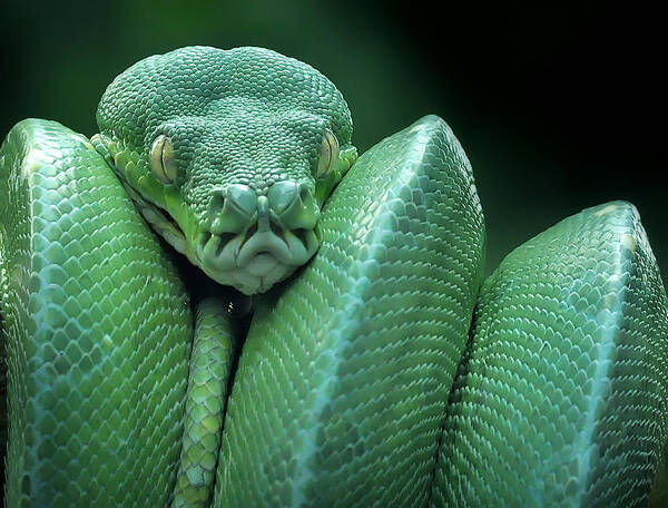 Green Poster featuring the photograph Snake (gtp / Green Tree Python) by Yan Hidayat