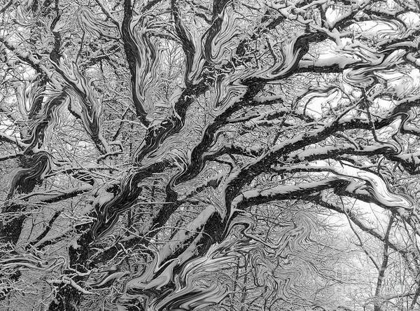 Tree Limbs Poster featuring the photograph Snow Melt by Rosanne Licciardi