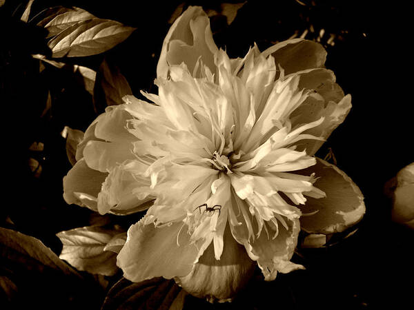Peony Flower Poster featuring the photograph SP Peony and Spider by Mike McBrayer