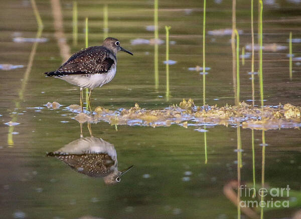 Sandpiper Poster featuring the photograph Spotted Sandpiper Reflection by Tom Claud