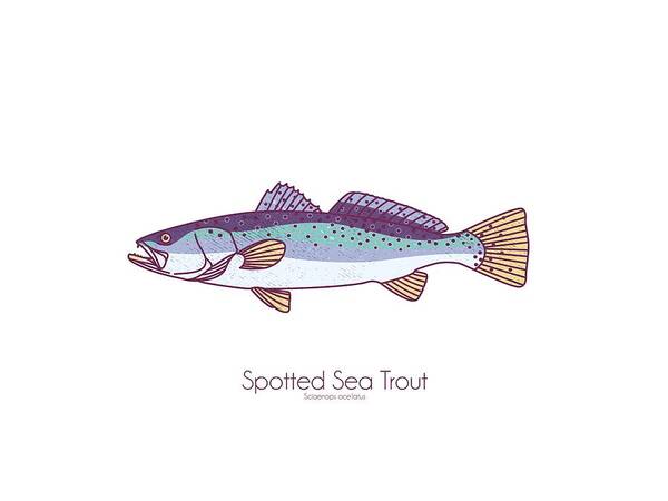 Spotted Sea Trout Poster featuring the digital art Spotted Sea Trout by Kevin Putman