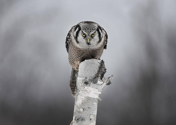 Northernhawkowl Poster featuring the photograph Stare Down With A Northern Hawk-owl by Jim Cumming