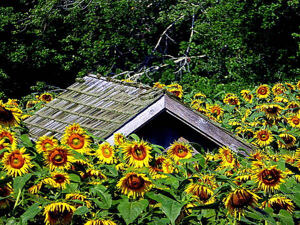 Sunflower Poster featuring the photograph Sunflower Takeover by Lori Seaman