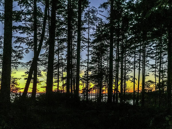Background Poster featuring the photograph Sunset Thru the Trees by Ed Clark