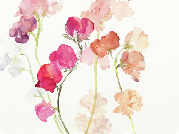 Swaying Poster featuring the painting Swaying Sweet Peas by Lanie Loreth