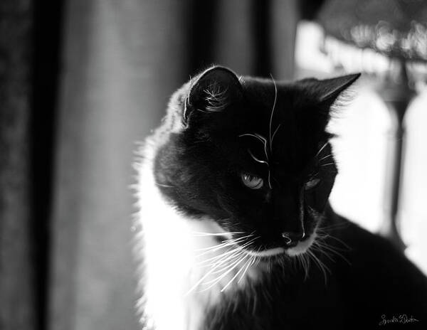 Tuxedo Cat Poster featuring the photograph Sylvester by Sandra Dalton