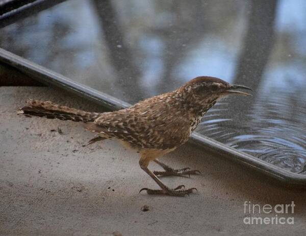 Cactus Wren Poster featuring the photograph Thanks For The Drink by Janet Marie