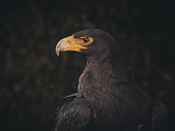 Eagle
Bird
Bird Of Prey
Nature Poster featuring the photograph The Black Eagle by Stuart Williams