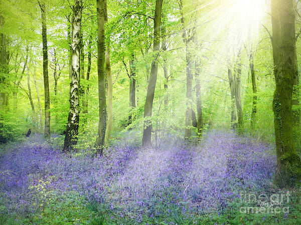 Bluebells Poster featuring the pyrography The Bluebell Woods by Morag Bates