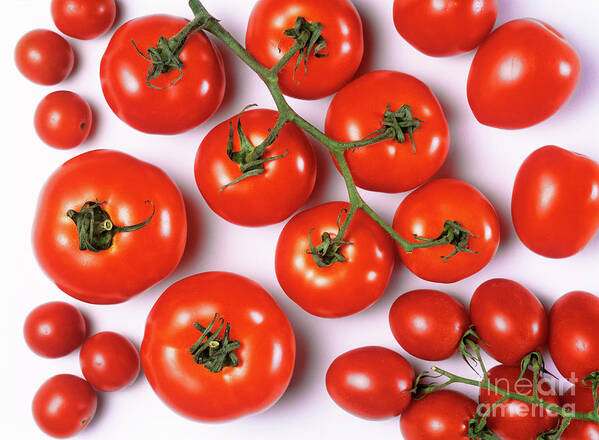Foodstuff Poster featuring the photograph Tomatoes by Martyn F. Chillmaid/science Photo Library