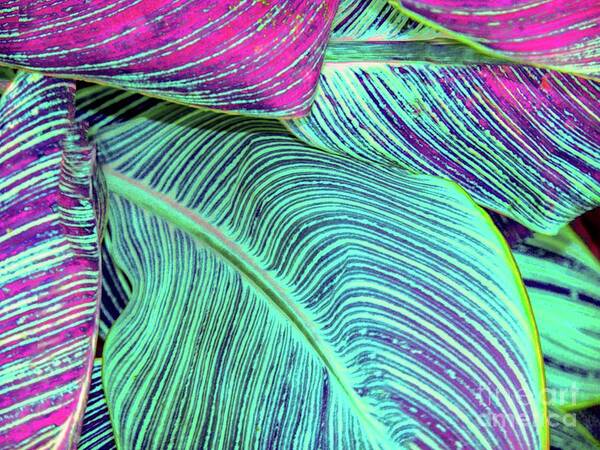 Tropical Poster featuring the photograph Tropic Leaves Abstract by D Davila