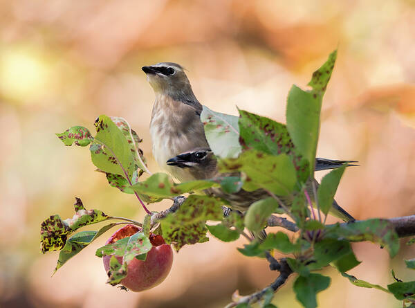 Loree Johnson Photography Poster featuring the photograph Waxwings Sharing by Loree Johnson