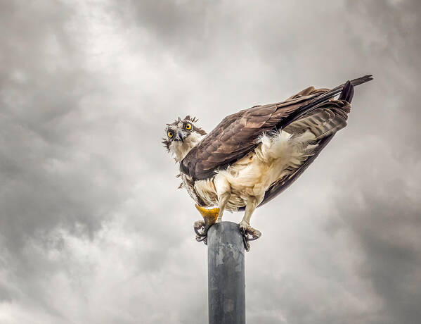 Osprey Poster featuring the photograph What Fish by Kimberly