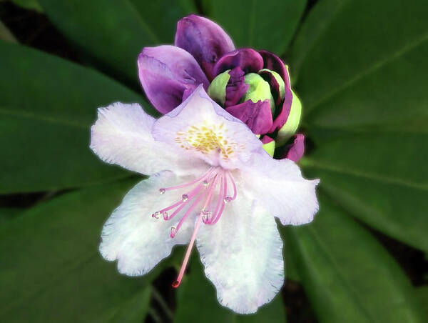 Flower Poster featuring the photograph White And Purple Rhododendron Closeup by Johanna Hurmerinta