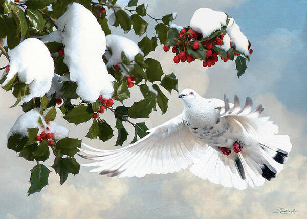 Dove; Peace; White Dove; Bird; Hollly; Snow; Holiday; Christmas; Greeting Card; Digital Art; Digital Painting; Spadecaller Poster featuring the digital art White Dove and Holly by M Spadecaller