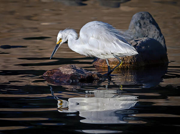 Snowy White Egret Poster featuring the photograph White Egret by Rick Mosher