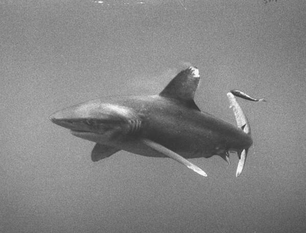 Prowling - Animals Hunting Poster featuring the photograph White-tip shark prowling Gulf of Mexico. by Peter Stackpole