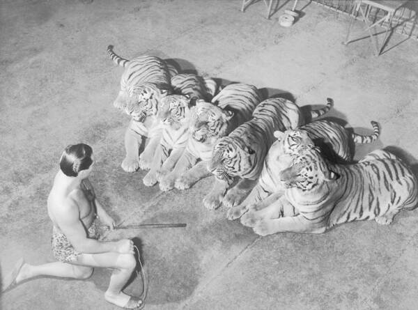 1950-1959 Poster featuring the photograph Wild Animal Tamer Kneeling In Front Of by Fpg