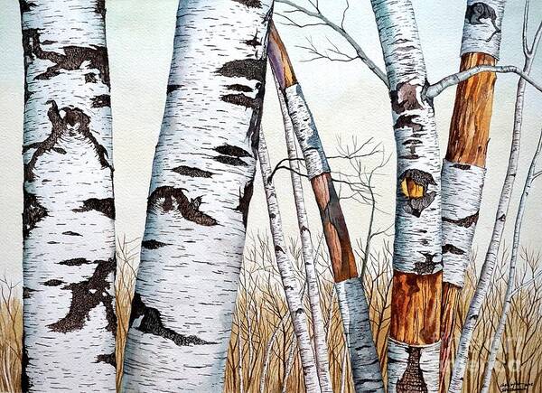 Birch Poster featuring the painting Wild Birch Trees in the Forest in watercolor by Christopher Shellhammer