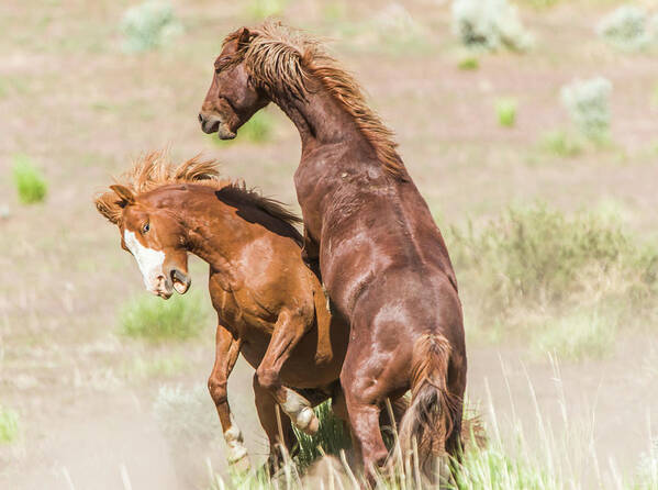 Nevada Poster featuring the photograph Wild Horse Fight III by Marc Crumpler