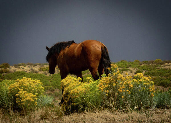 Mustang Poster featuring the photograph Wild Mustang by Elaine Webster