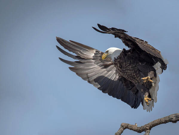 Bald Eagle Poster featuring the photograph Wings by Laura Hedien