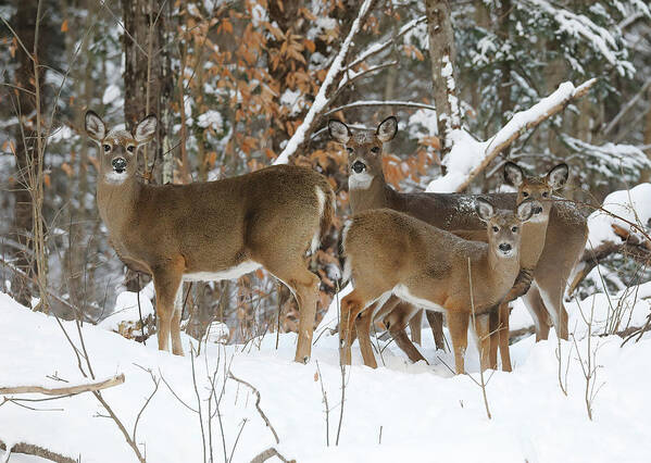 Deer Poster featuring the photograph Winter Deer by Duane Cross