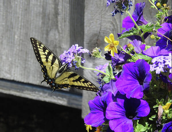 Butterfly Poster featuring the photograph Yellow Butterfly by Kathy Ozzard Chism