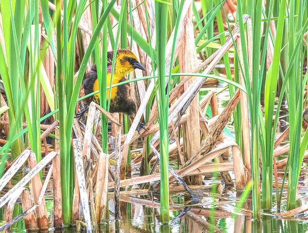 Bird Poster featuring the photograph Yellow Headed Blackbird by Wade Aiken