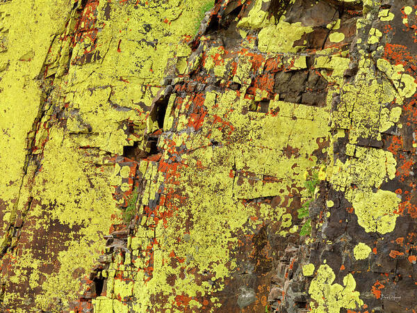 Nature Poster featuring the photograph Yellow Lichens 2 by Leland D Howard