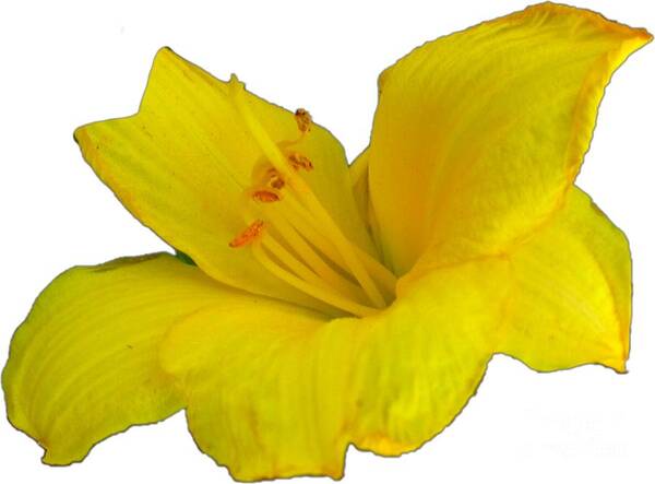 Yellow Poster featuring the photograph Yellow Lily Flower Photograph Best for Shirts by Delynn Addams
