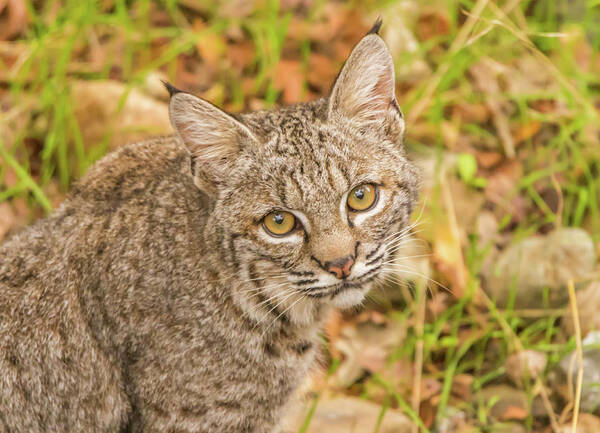 Usa Poster featuring the photograph Young Bobcat by Marc Crumpler