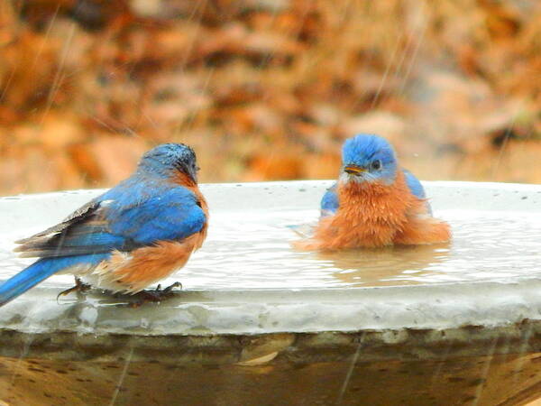 Blue Poster featuring the photograph Bath Time In The Rain by Virginia White