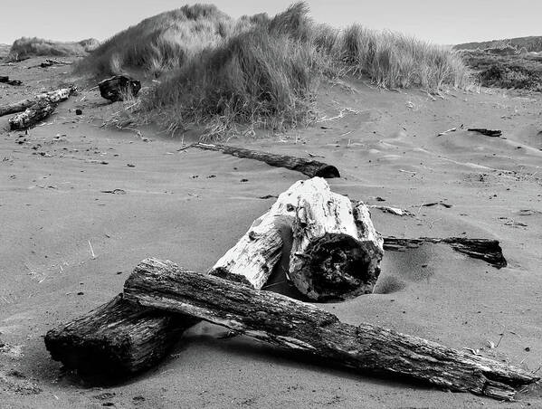  Poster featuring the photograph Driftwood #1 by Dr Janine Williams