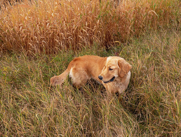 Golden Poster featuring the photograph Golden Retriever In Tall Grass by Karen Rispin