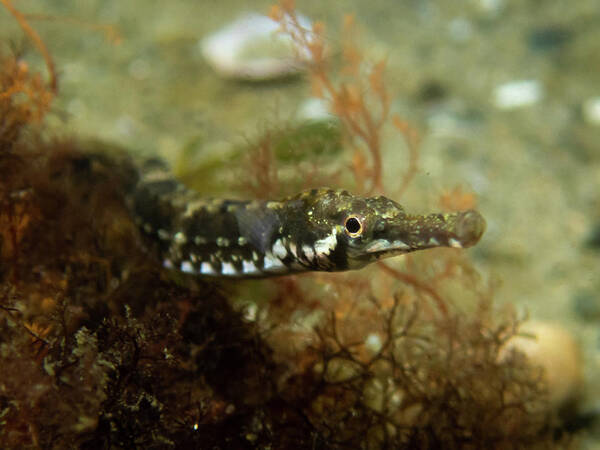 Pipefish Poster featuring the photograph Northern pipefish #1 by Brian Weber