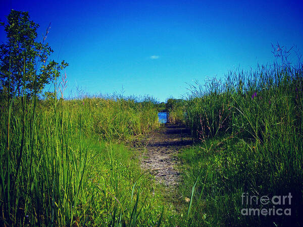 Wetlands Poster featuring the photograph Pathway to Prairie Lake by Frank J Casella